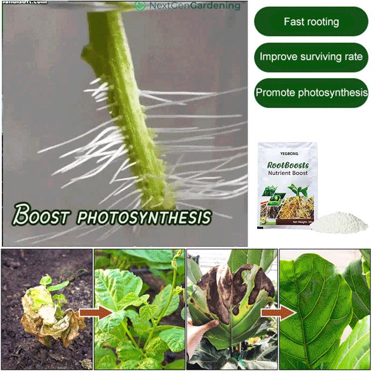 Plant Hair Root Growth Nutrition Powder